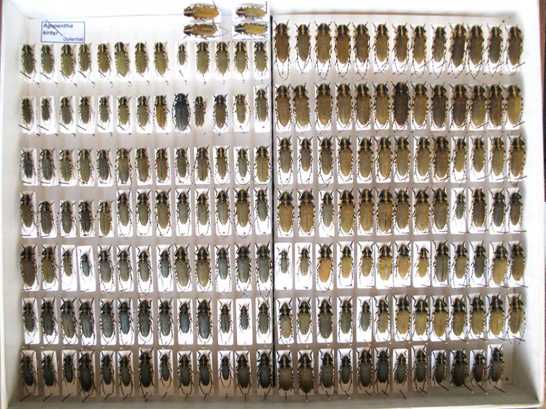 6 L 37 Agapanthia kirbyi.jpg